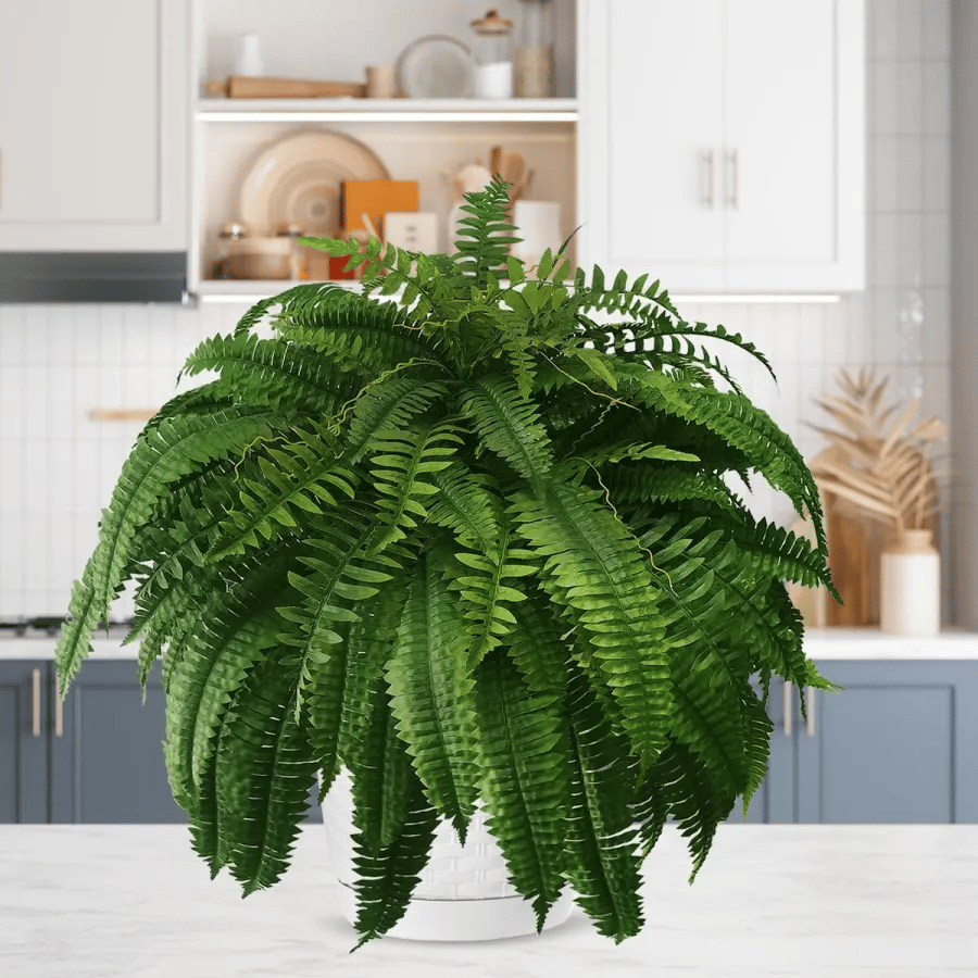 Last Day 80% OFF--UV Resistant Lifelike Artificial Boston Fernš