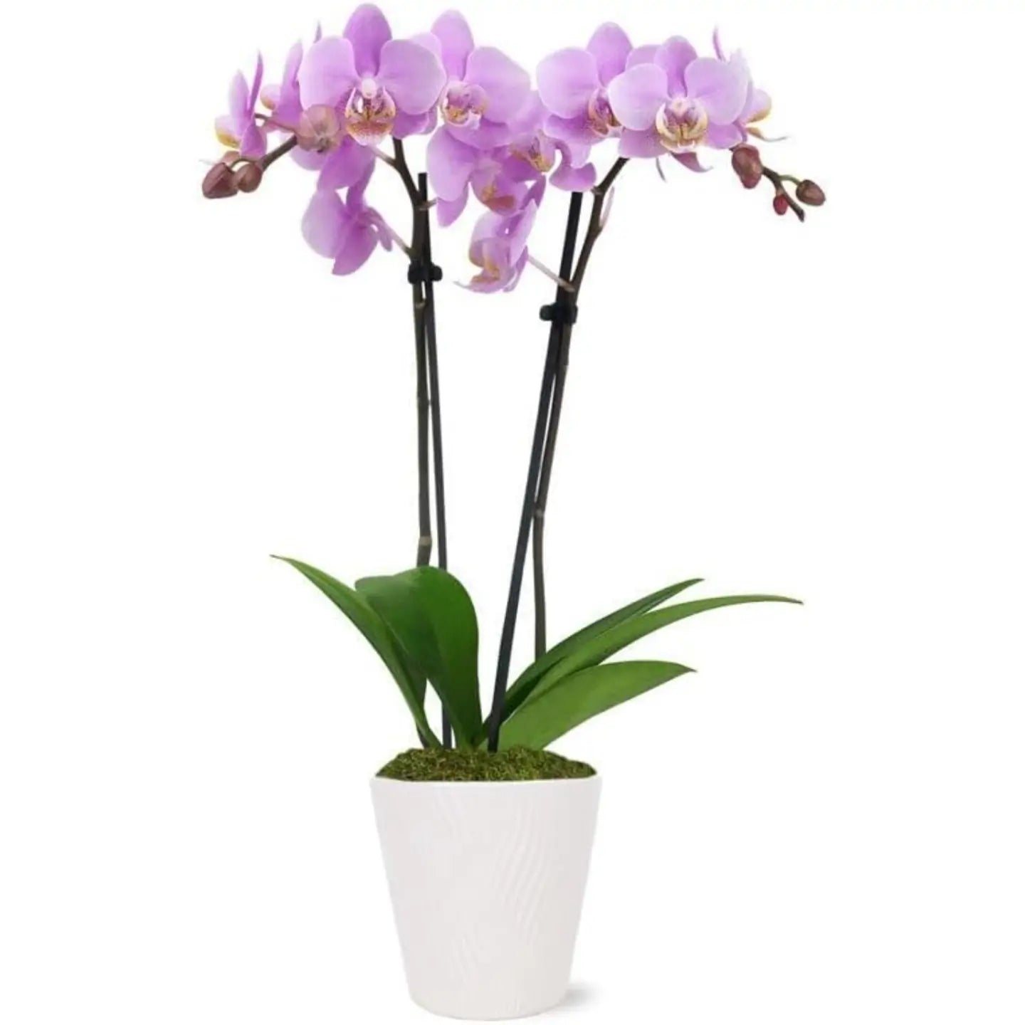 Last Day Discount:50% 🌸 Exclusive Next-Generation BloomBoost Plant Nutrient Powder – A rare breakthrough in the cultivation of flowering plants🌸