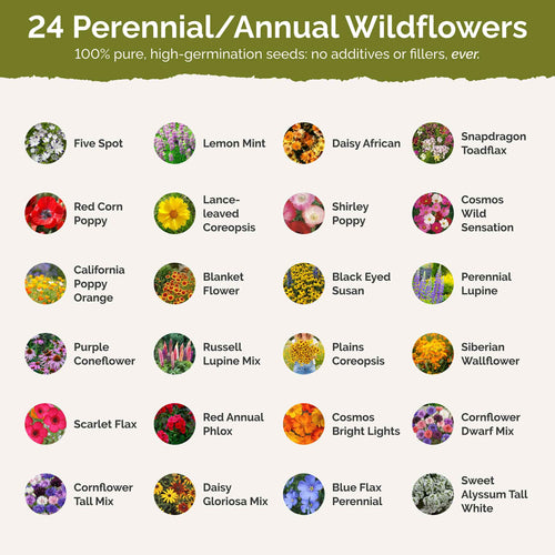 Alabama Wildflower Seed Mix