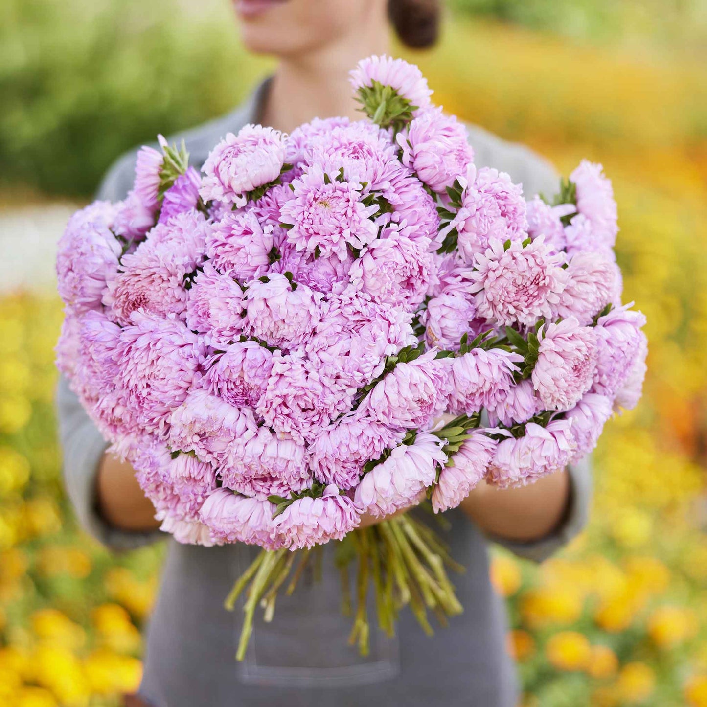 Aster Seeds (Peony Duchess) - Coral Rose