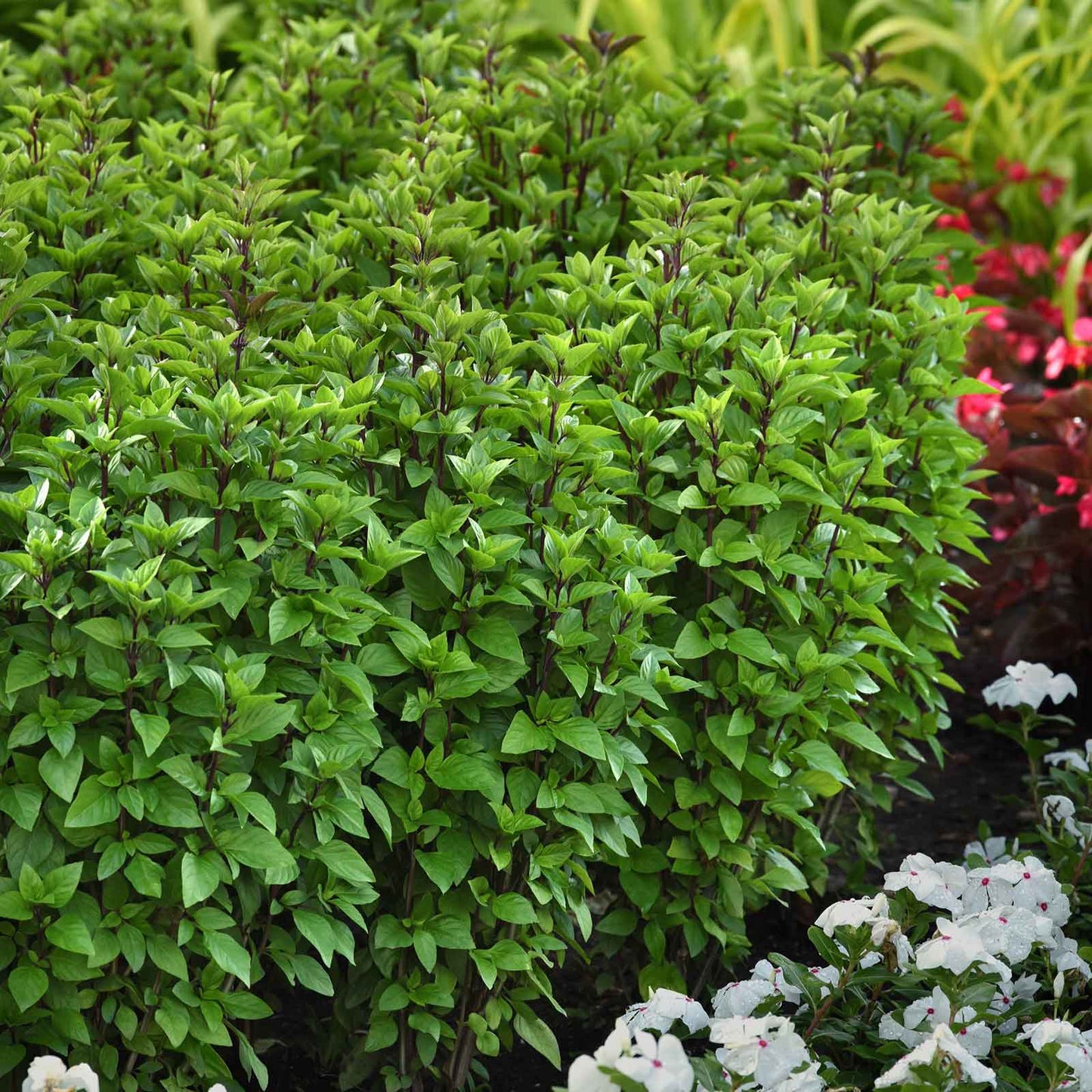 Basil Seeds - Everleaf Thai Tower