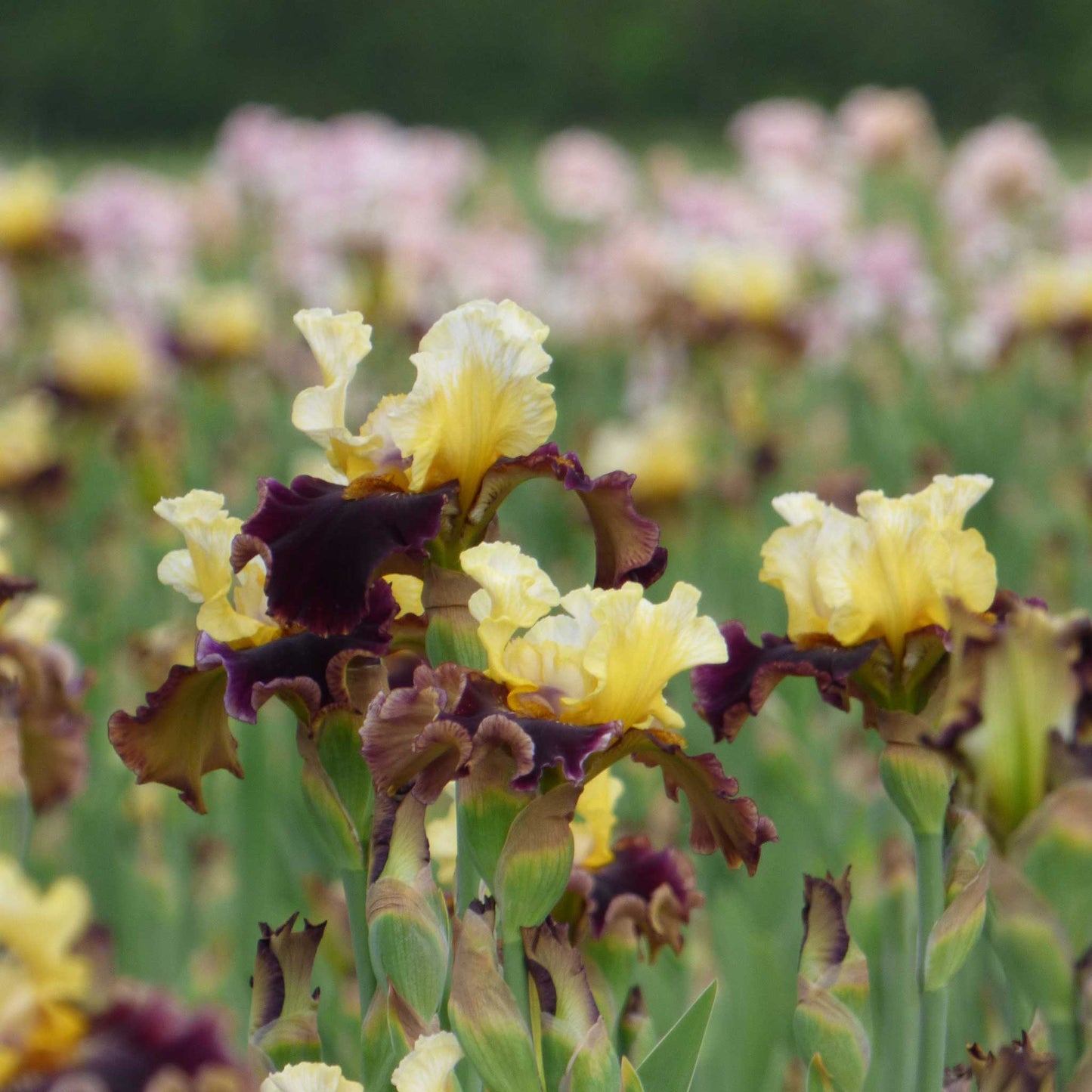 Bearded Iris Bulbs - Banana Wind