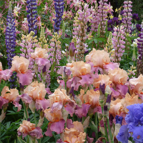 Bearded Iris Bulbs - Champagne And Strawberries