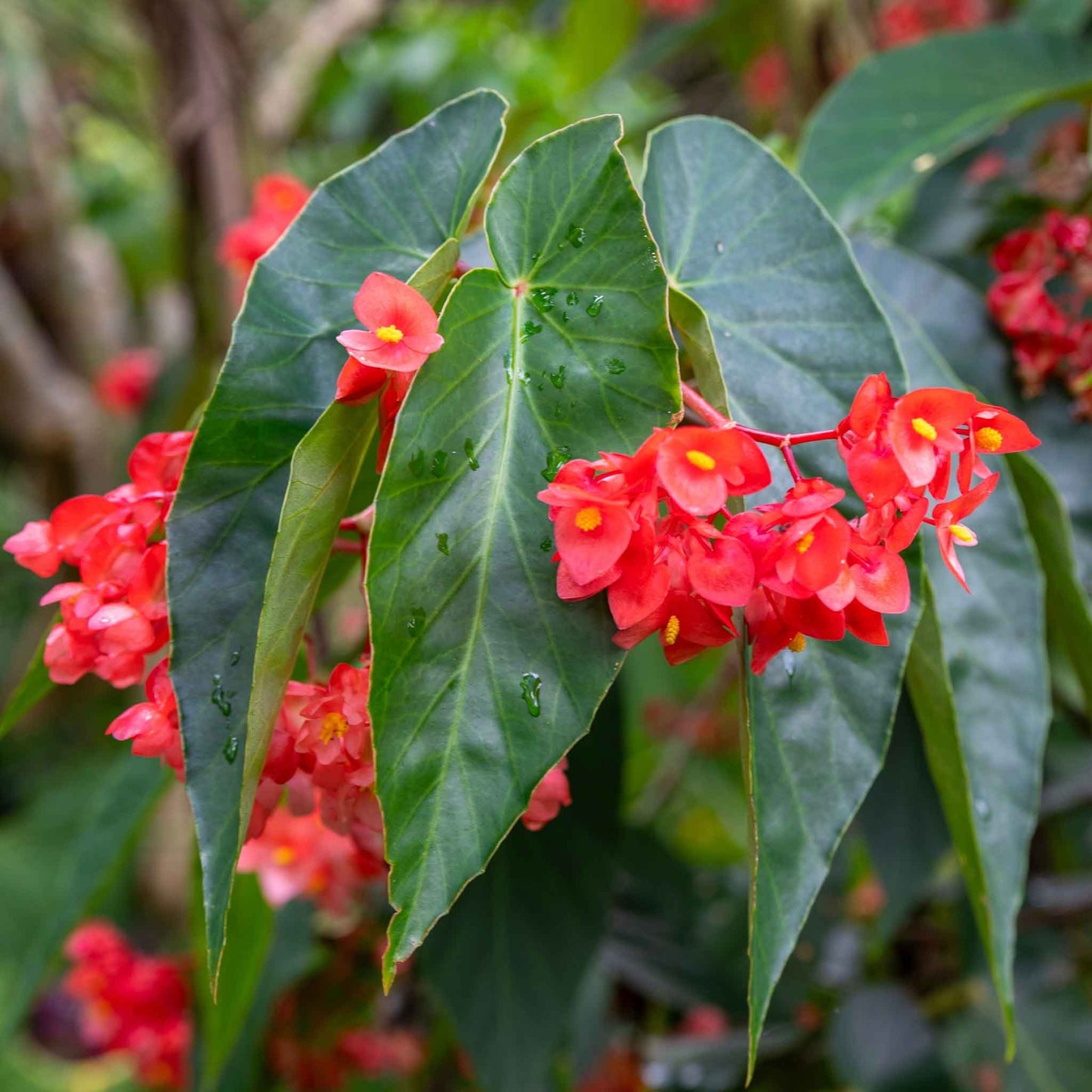 Begonia Seeds - Dragon Wing Red