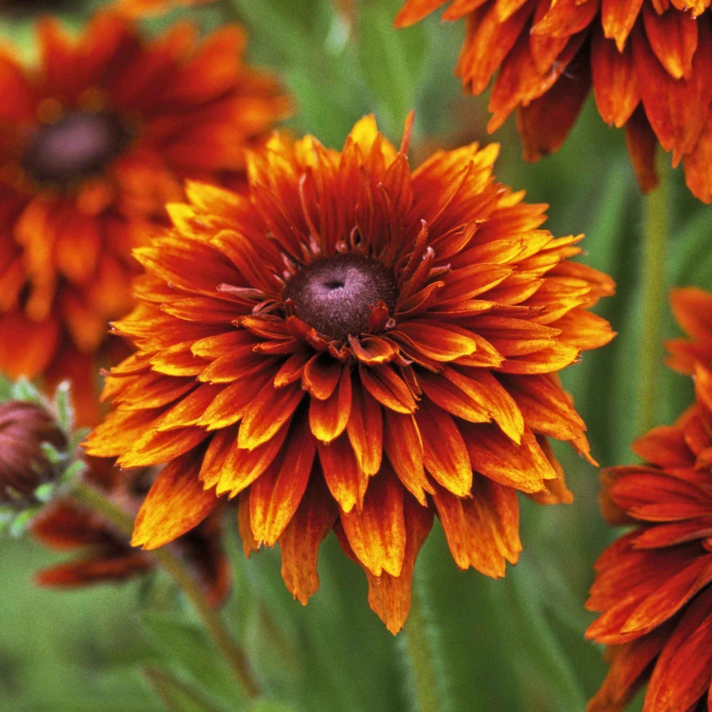 Black Eyed Susan Roots - Cherokee Sunset