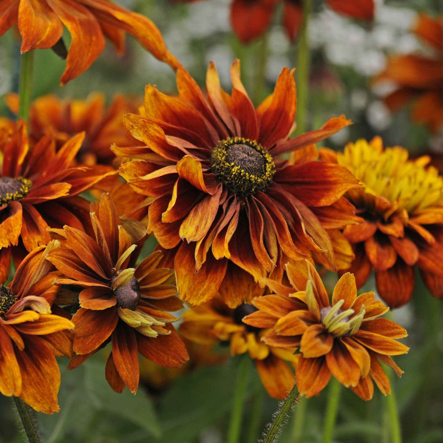 Black Eyed Susan Roots - Cherokee Sunset