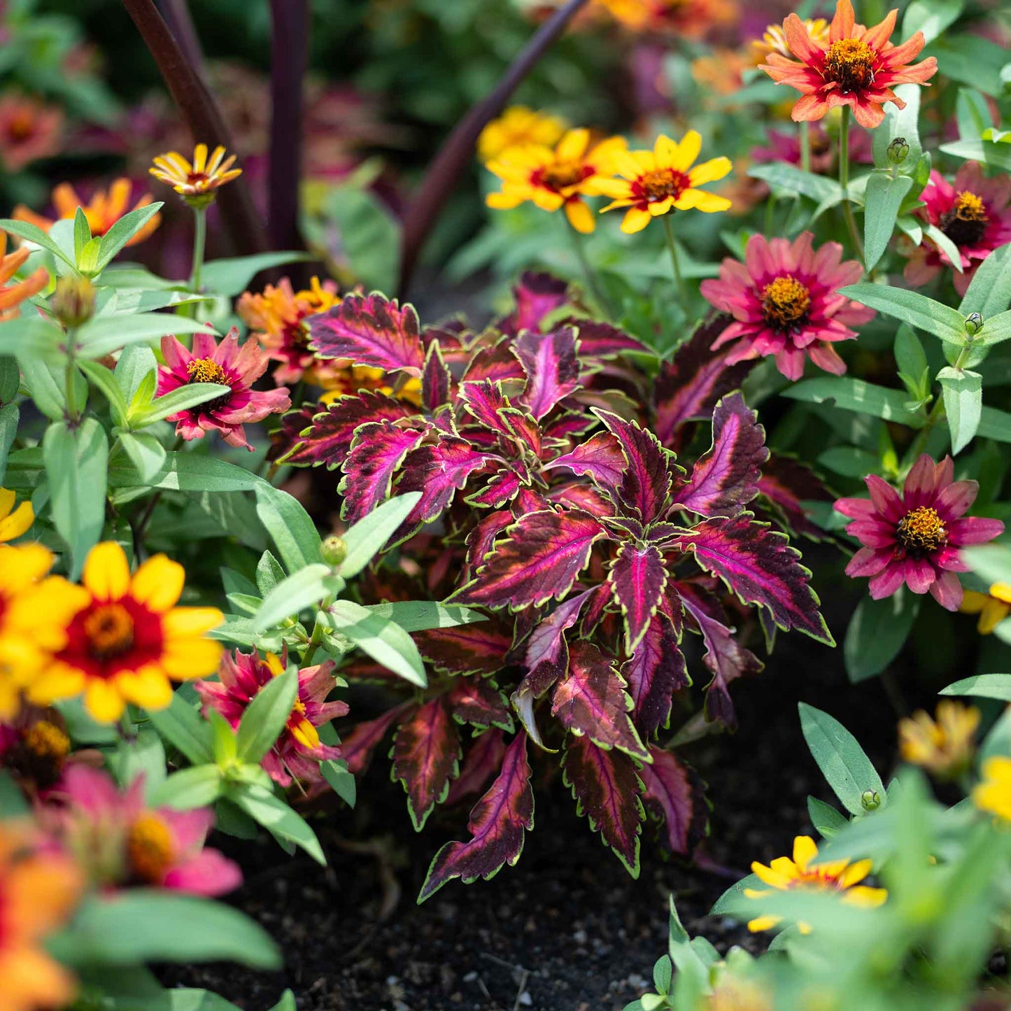 Coleus Seeds - Chocolate Covered Cherry