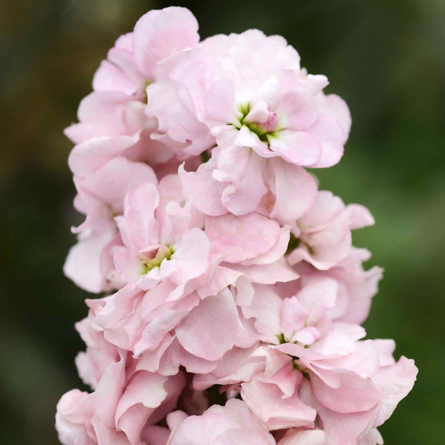 Stock Seeds - Appleblossom