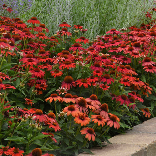 Coneflower Seeds - Artisan Red Ombre