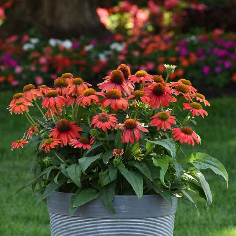 Coneflower Seeds - Artisan Red Ombre