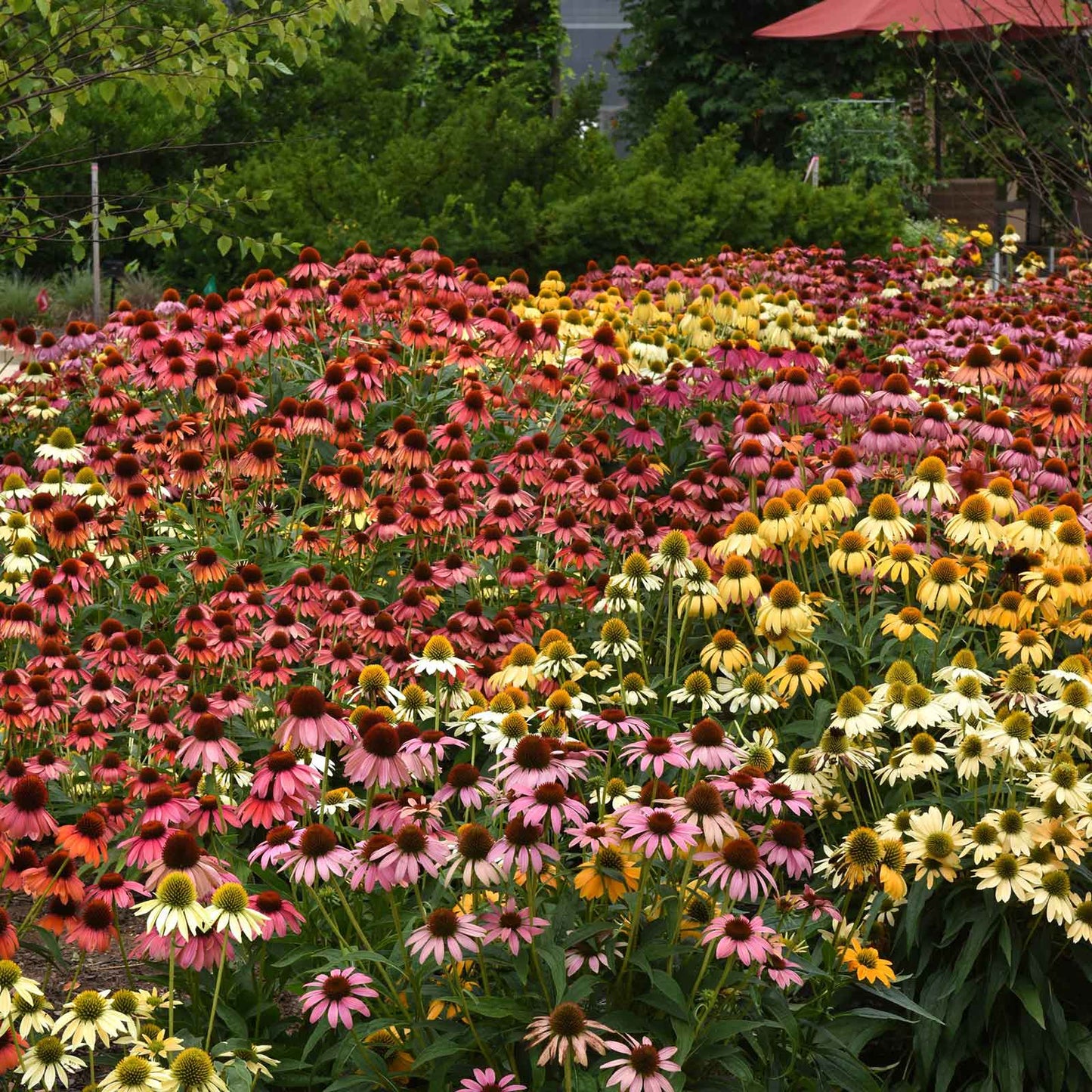 Coneflower Seeds - Cheyenne Spirit