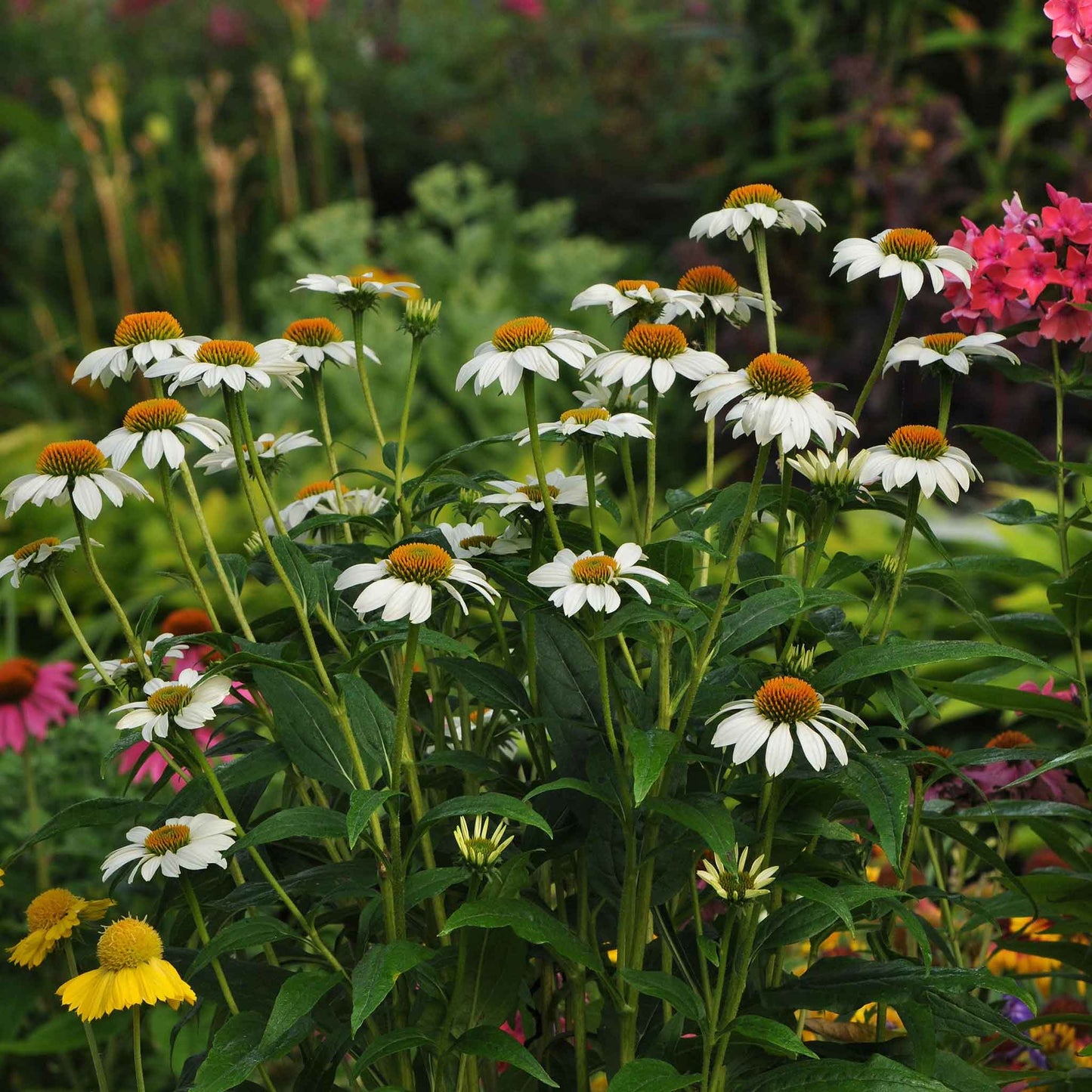 Coneflower Seeds - PowWow White