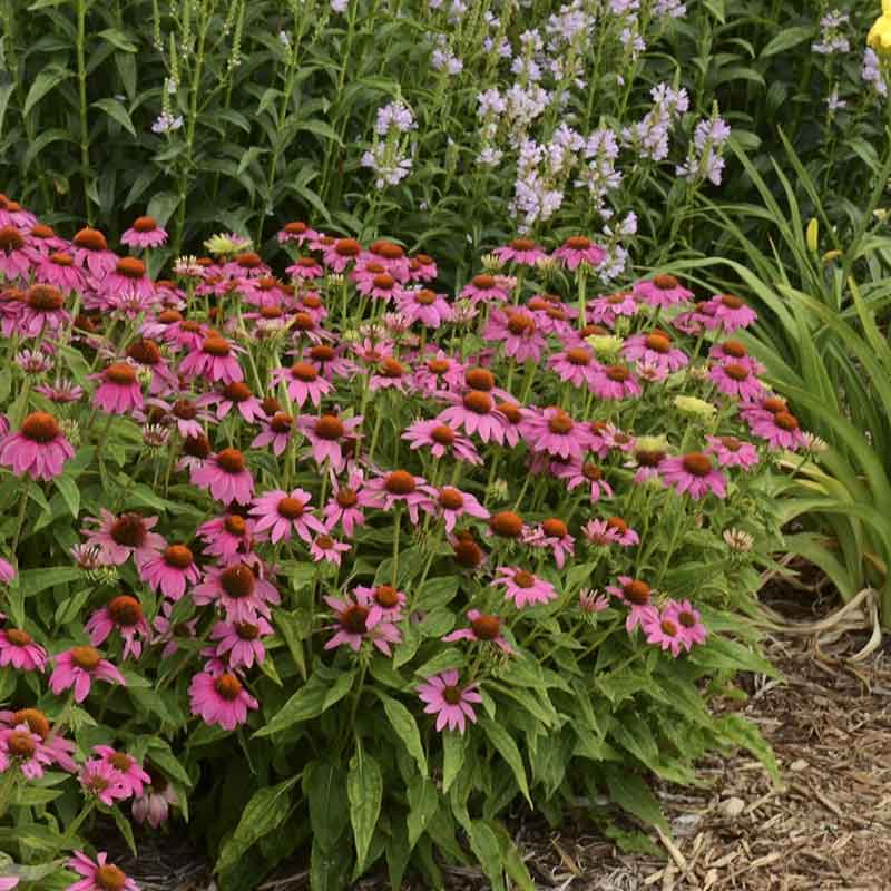 Coneflower Seeds - PowWow Wild Berry