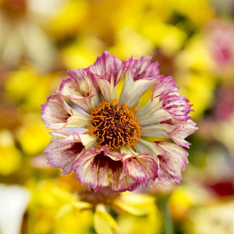 Coreopsis Seeds - Incredible Sea Shells Mix