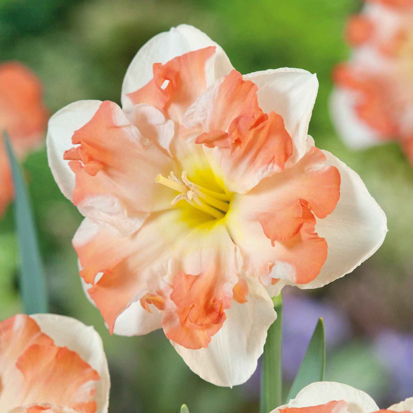 Daffodil Bulbs - Sunny Girlfriend