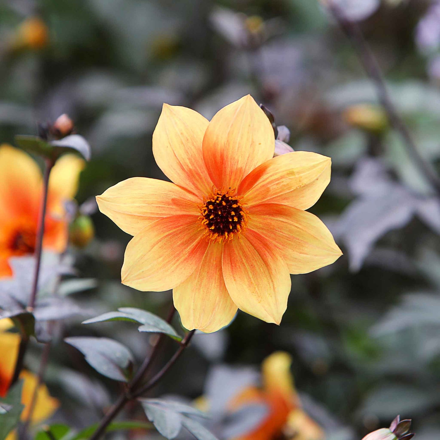 Dahlia Seeds - Bishop's Children