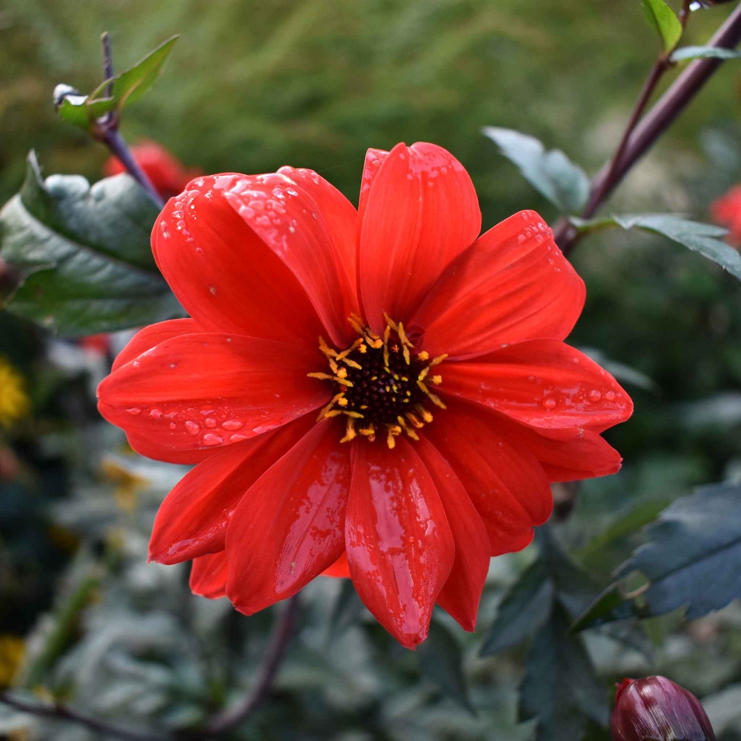 Dahlia Seeds - Bishop's Children