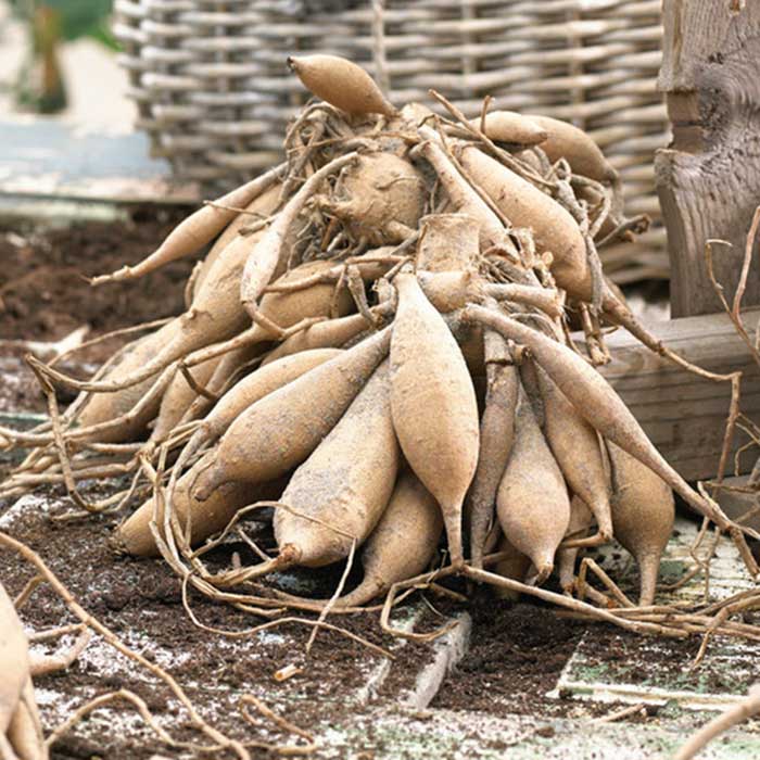 Dahlia Bulbs (Decorative) - Creme de Cognac
