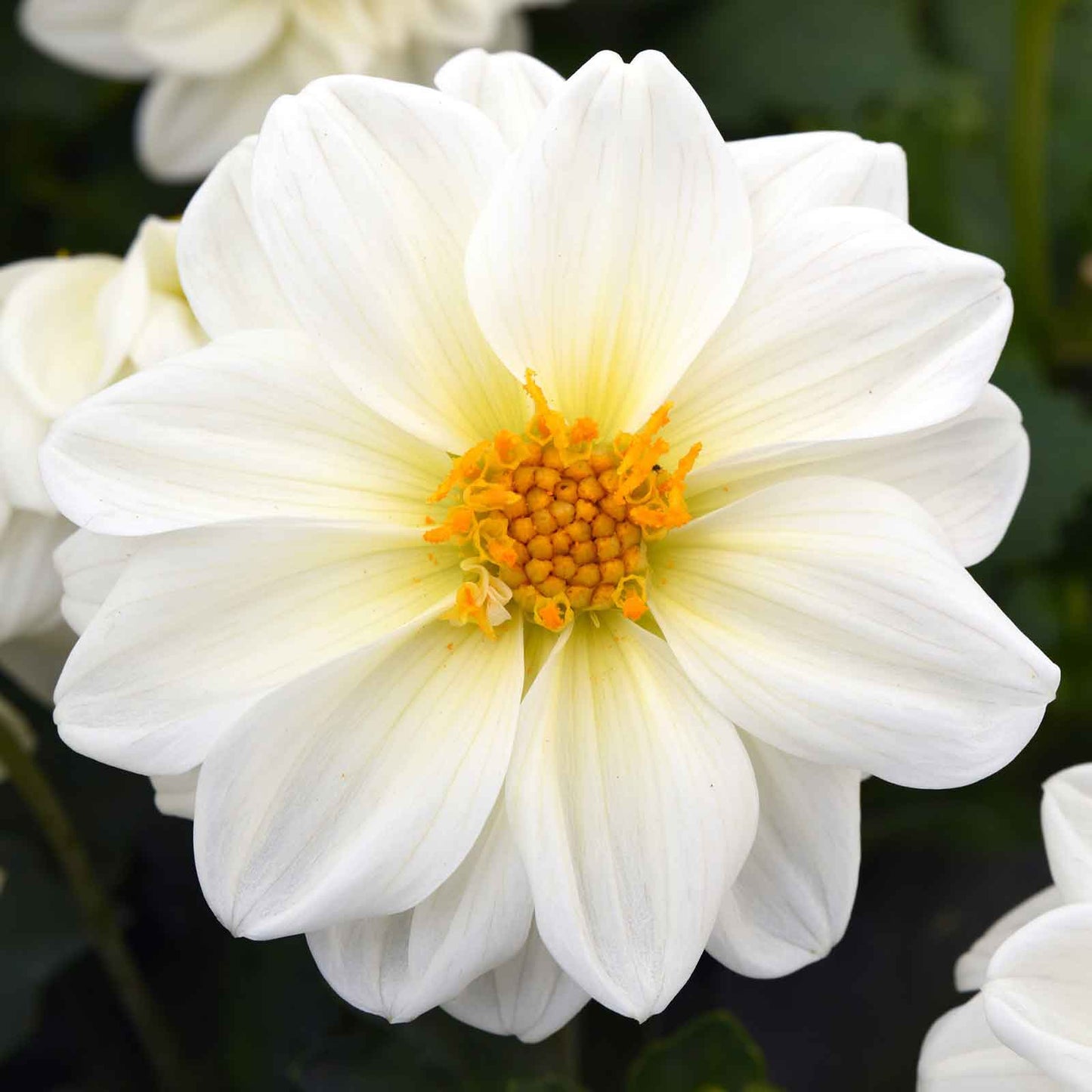 Dahlia Seeds - Figaro White