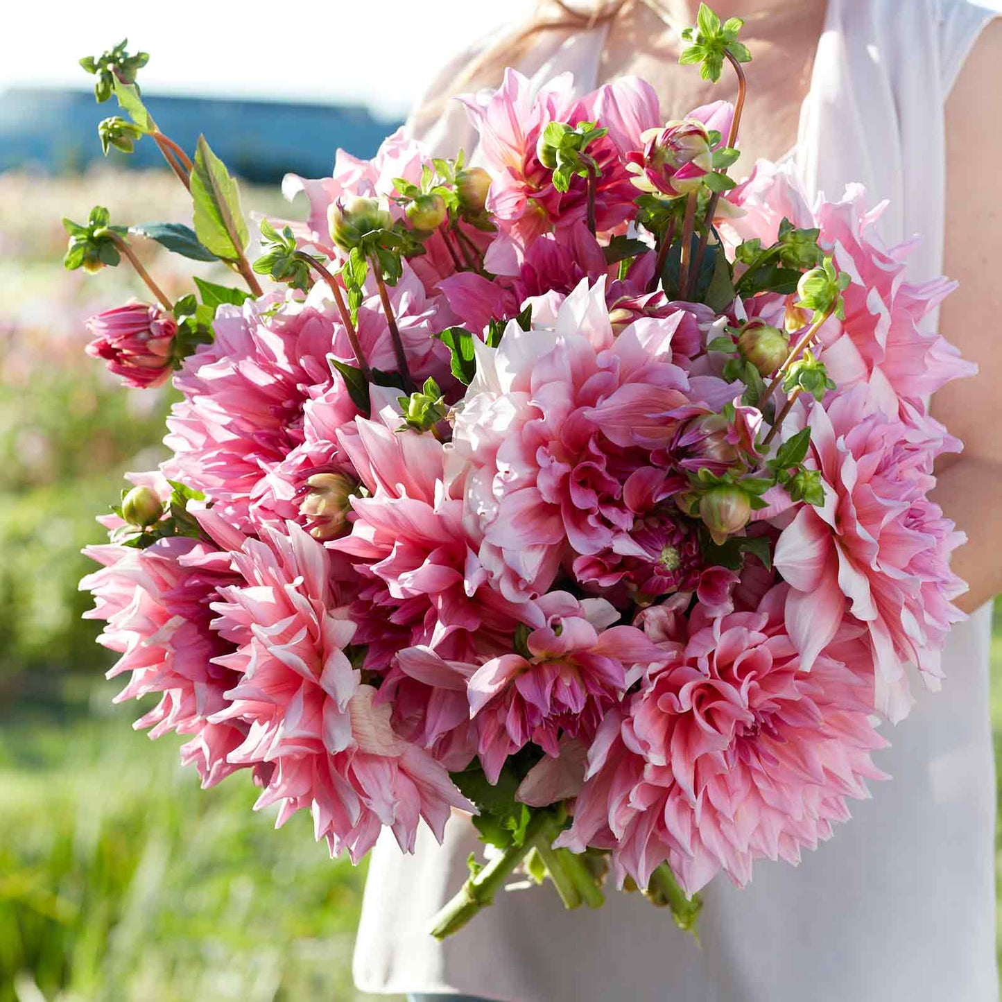 Dahlia Bulbs (Dinnerplate) - Otto's Thrill