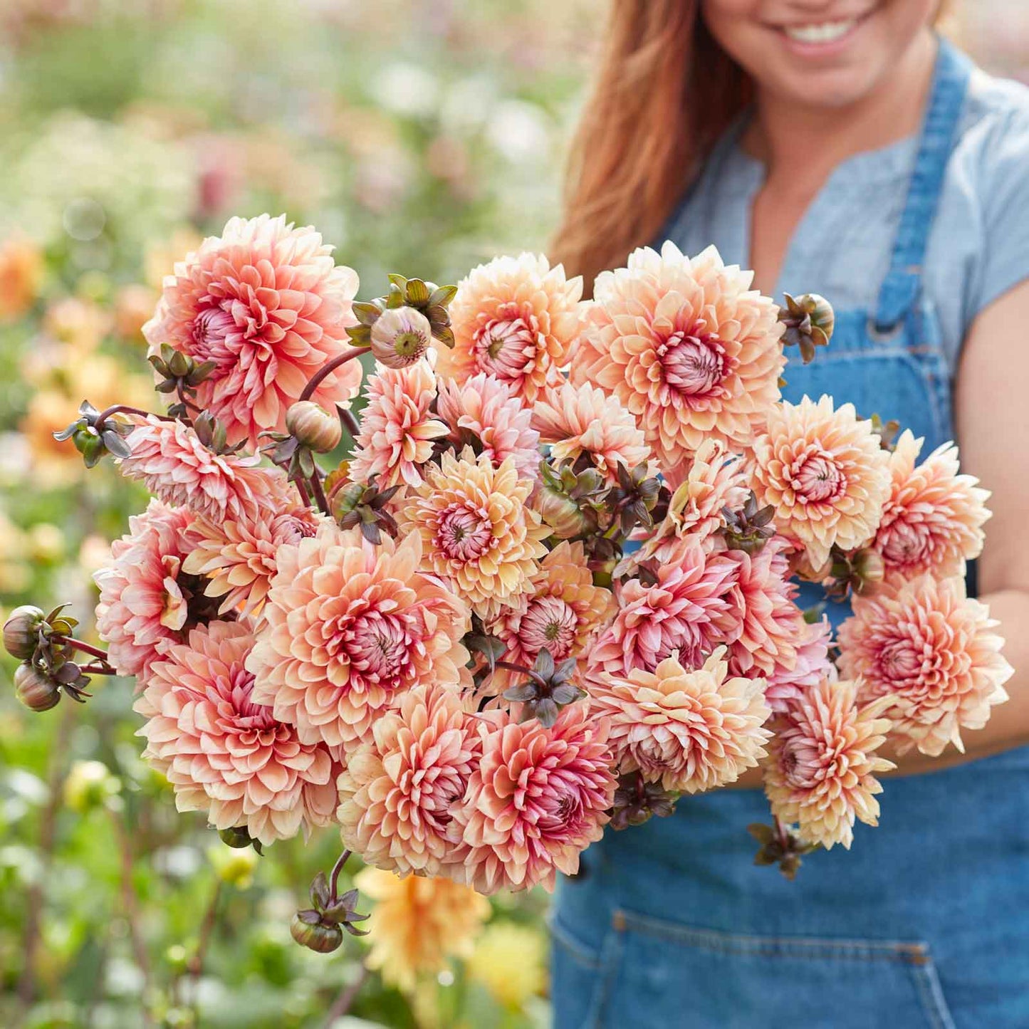 Dahlia Bulbs (Decorative) - Sweet Sanne