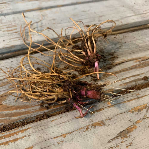 Echinacea Roots - Hot Summer