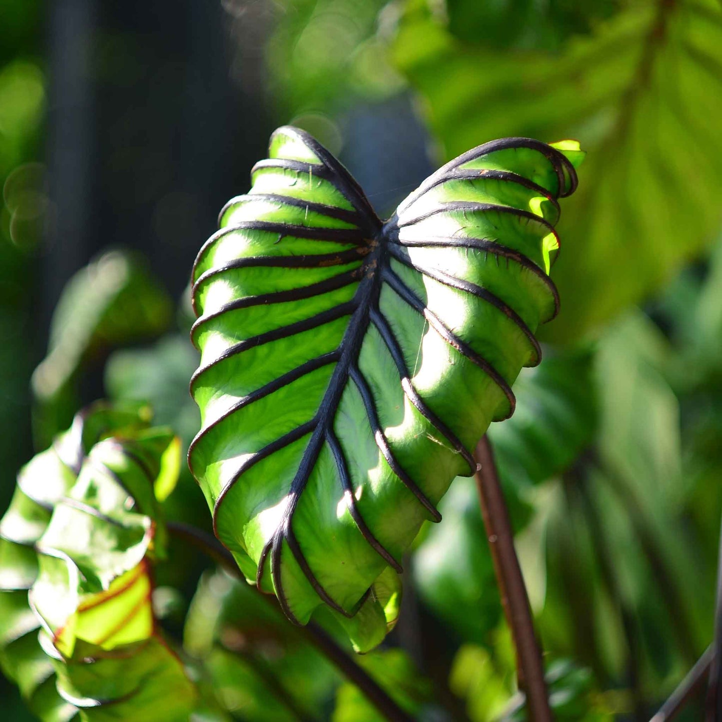 Elephant Ear Bulbs - Pharoah's Mask