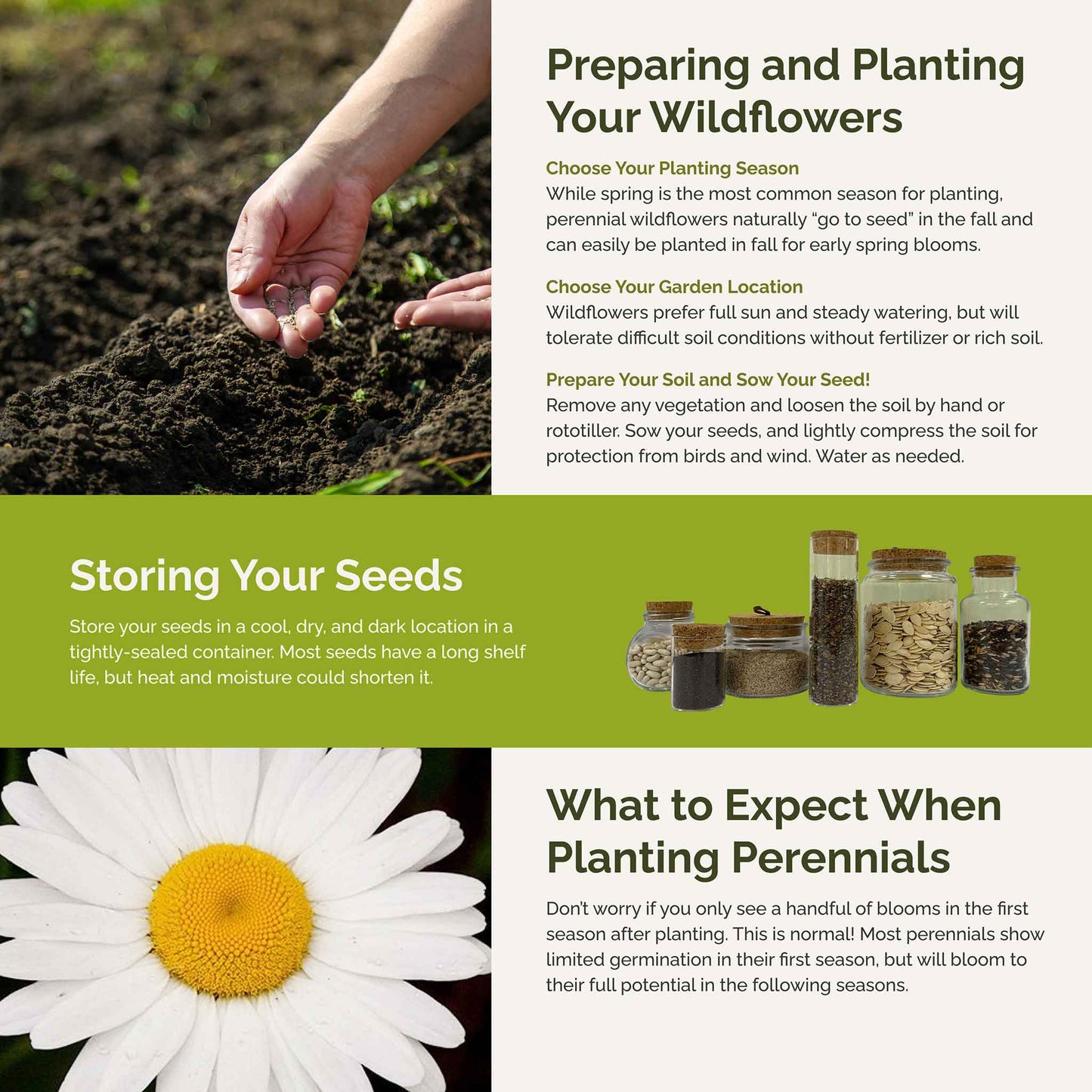 First Year Flowering Perennial Wildflower Seed Mix