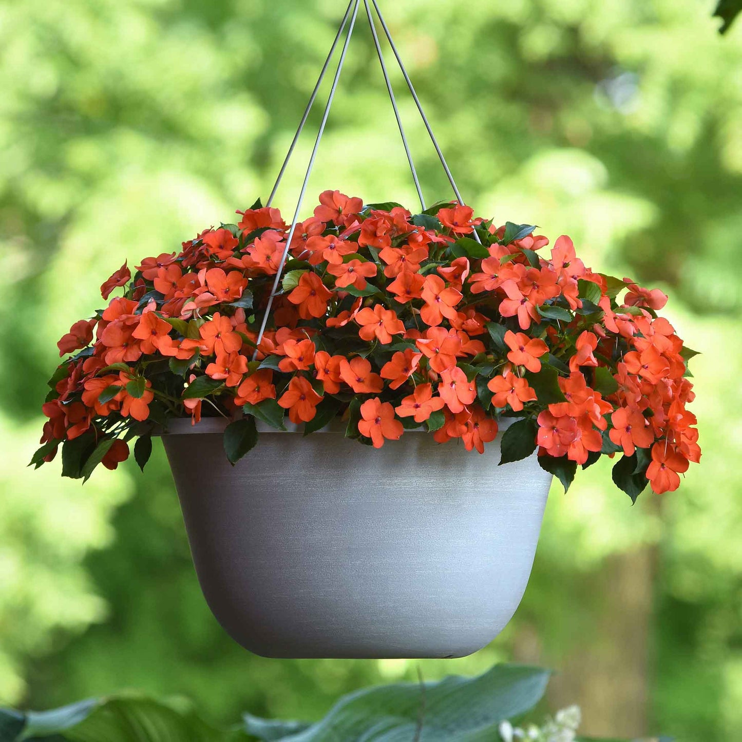 Impatiens Seeds - Beacon Coral