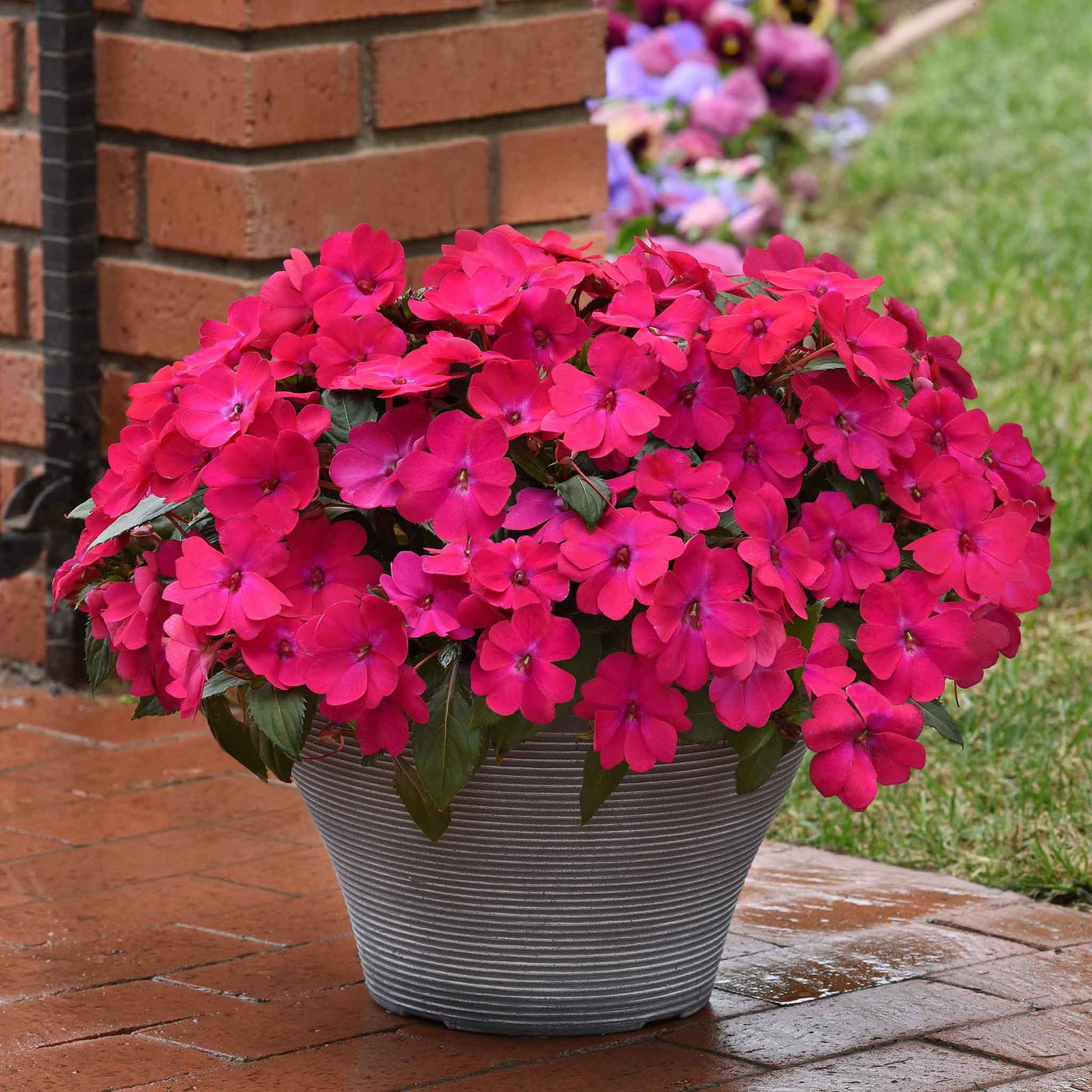 Impatiens Seeds - Solarscape Magenta Bliss