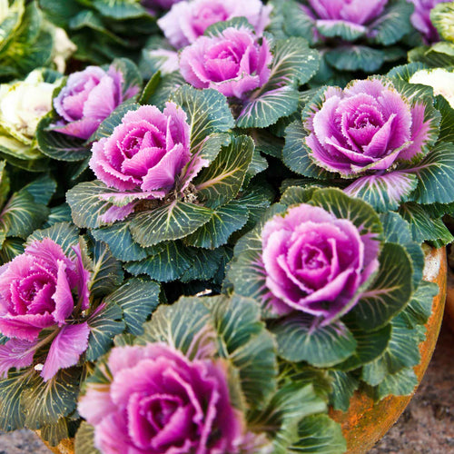 Ornamental Kale Seeds - Crane Pink