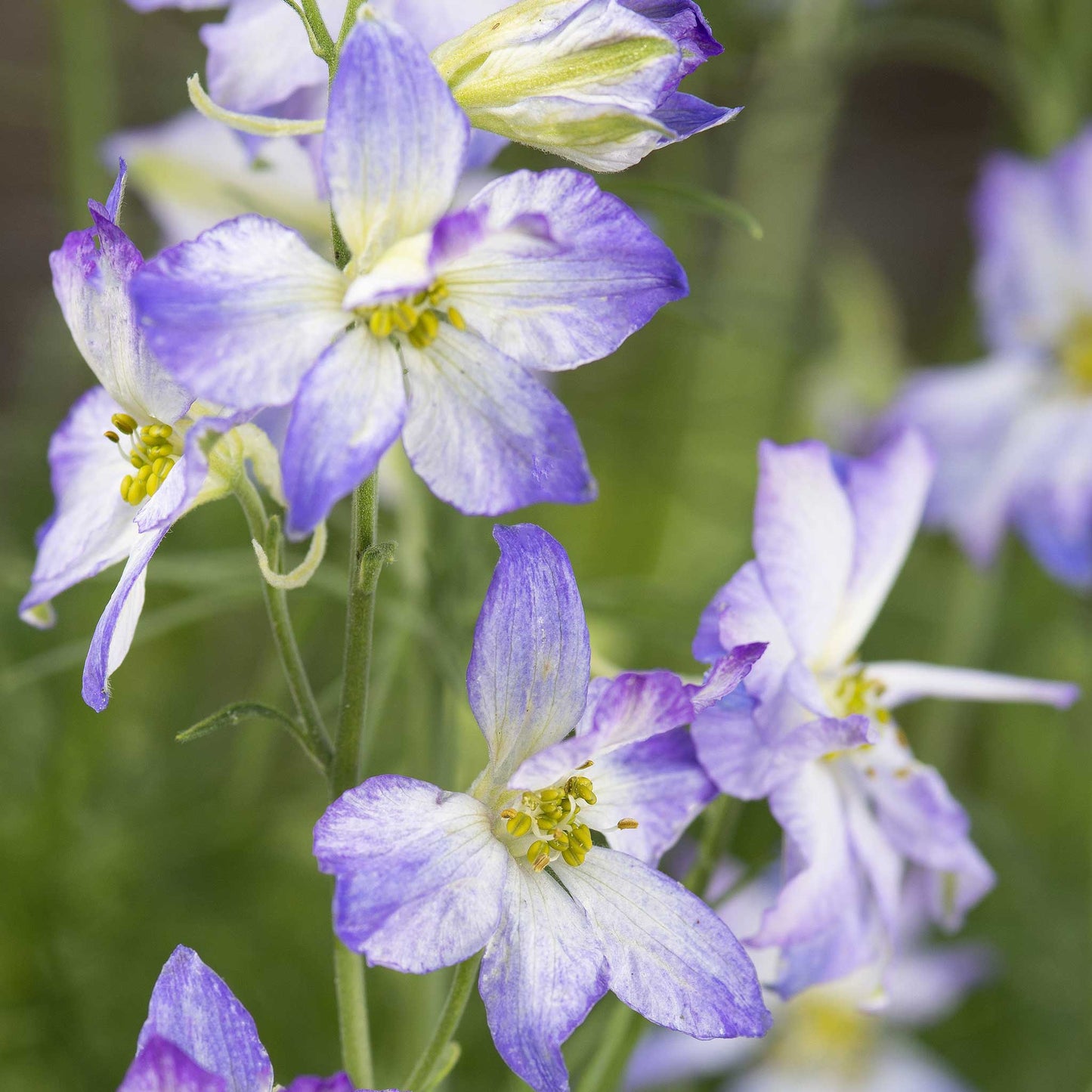 Larkspur Seeds - Frosted Skies