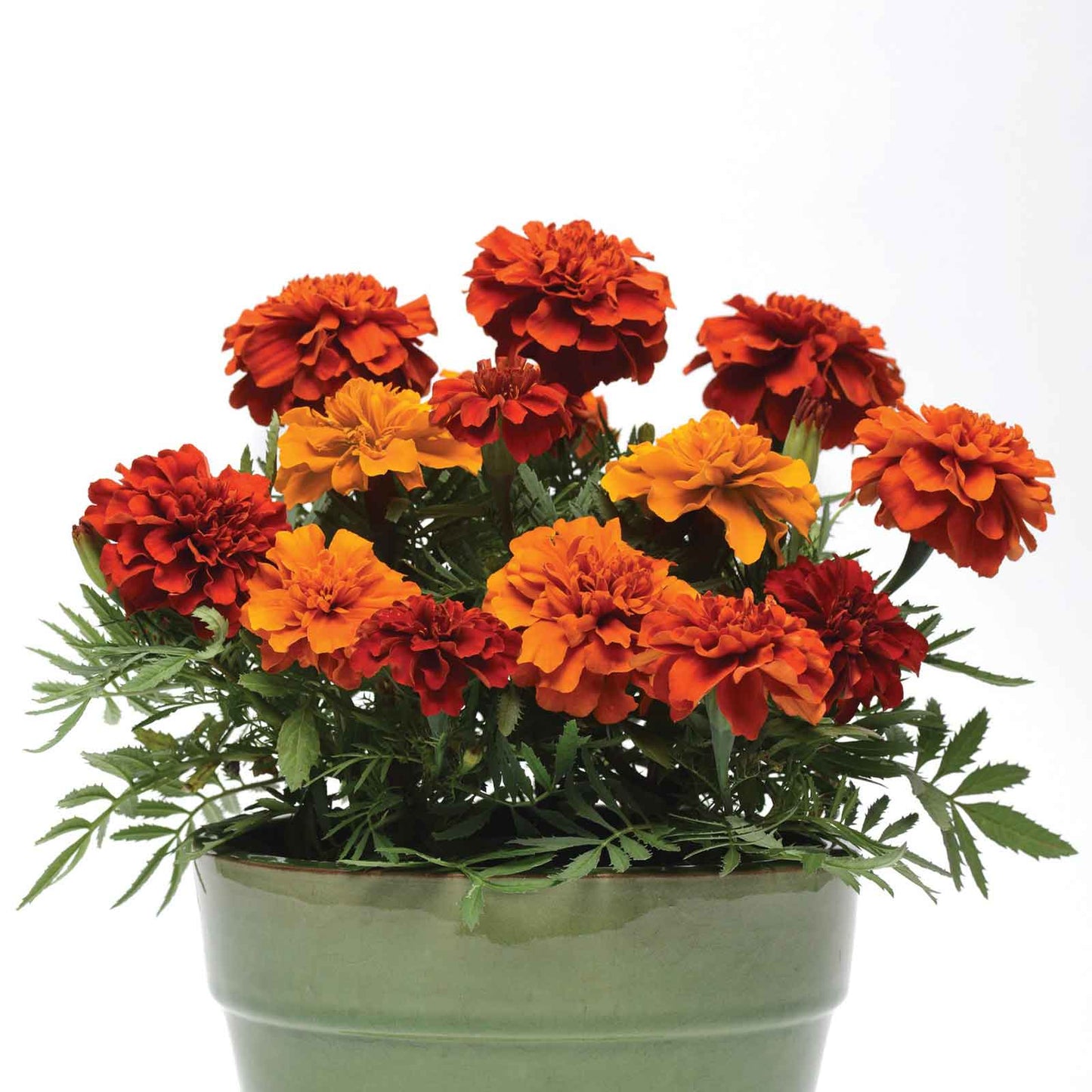 French Marigold Seeds - Fireball