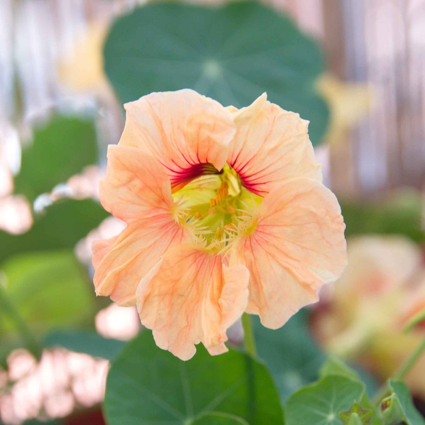 Nasturtium Seeds - Gleam Salmon