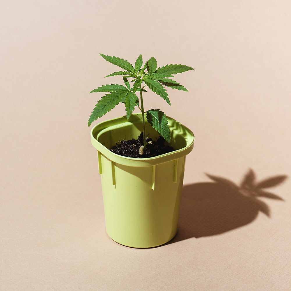 Hydrangea Heaven Pot