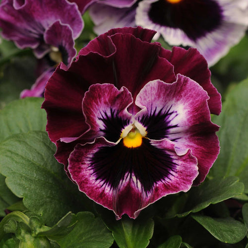 Pansy Seeds - Frizzle Sizzle Raspberry