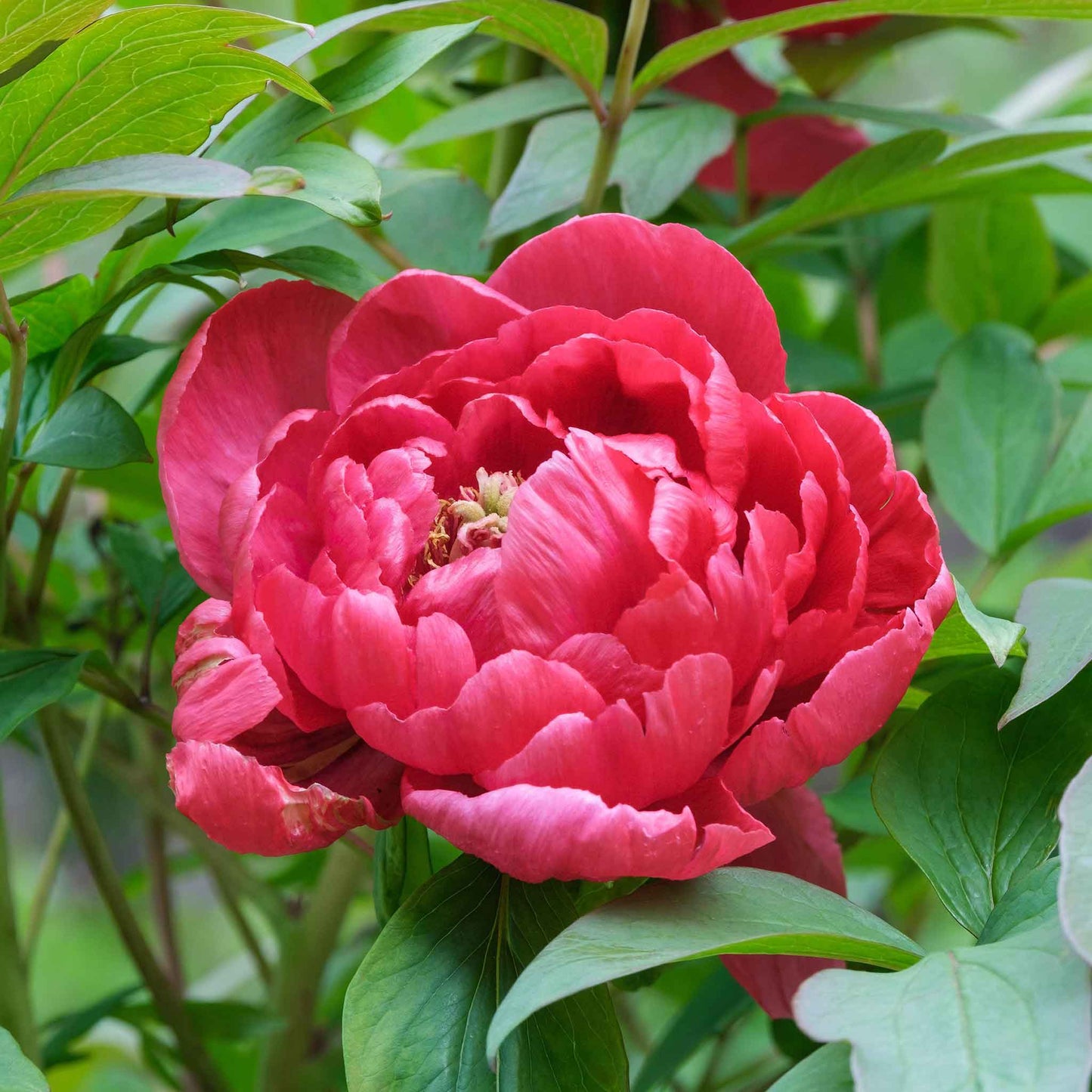 Peony Roots - Red Sarah Bernhardt