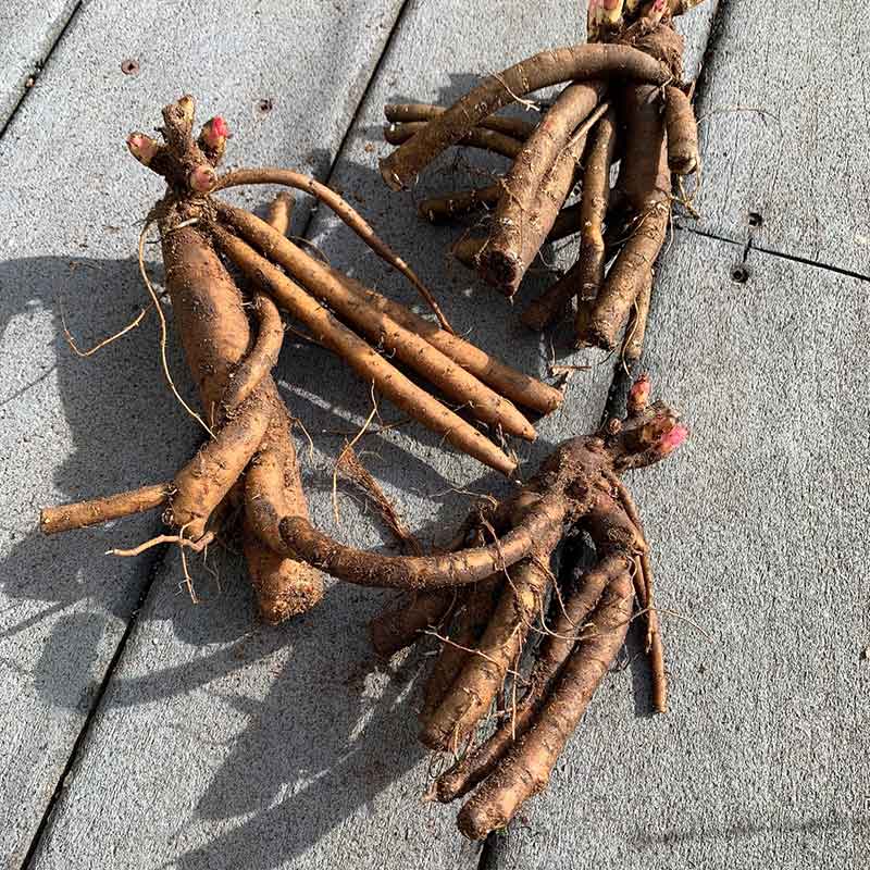 Peony Roots - Festiva Maxima