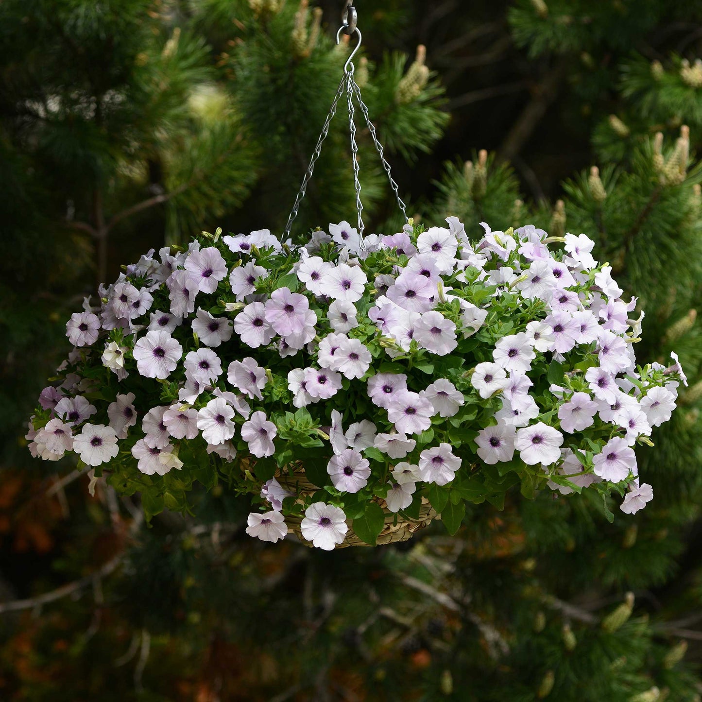 Petunia Seeds - Easy Wave Silver