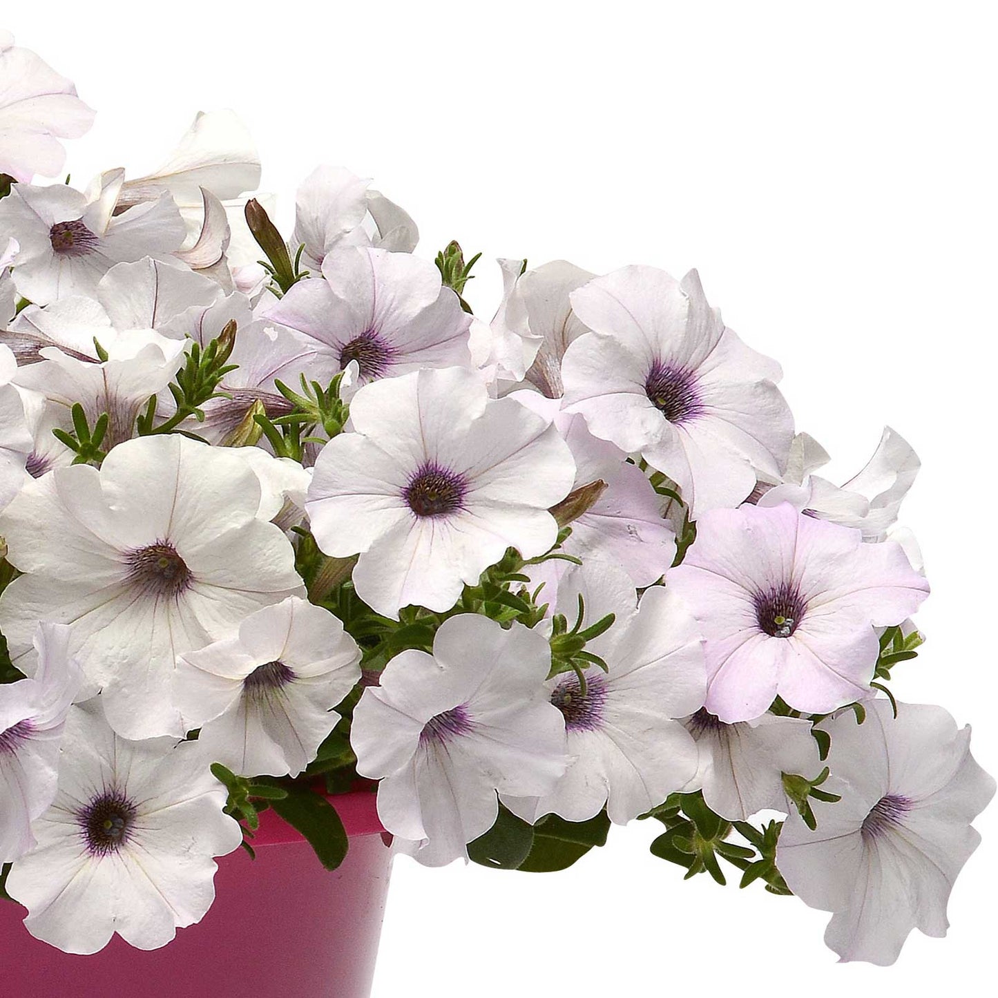 Petunia Seeds - Easy Wave Silver