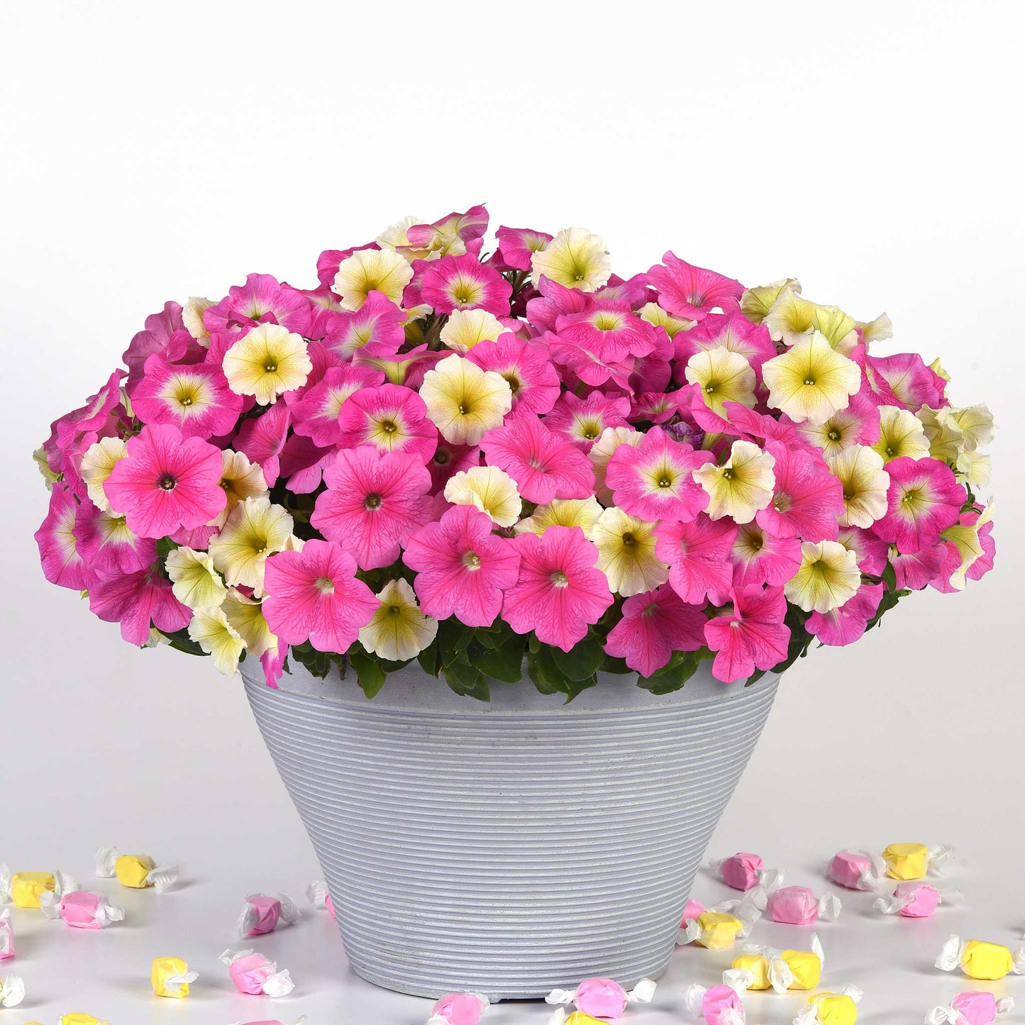 Petunia Seeds - Easy Wave Sweet Taffy