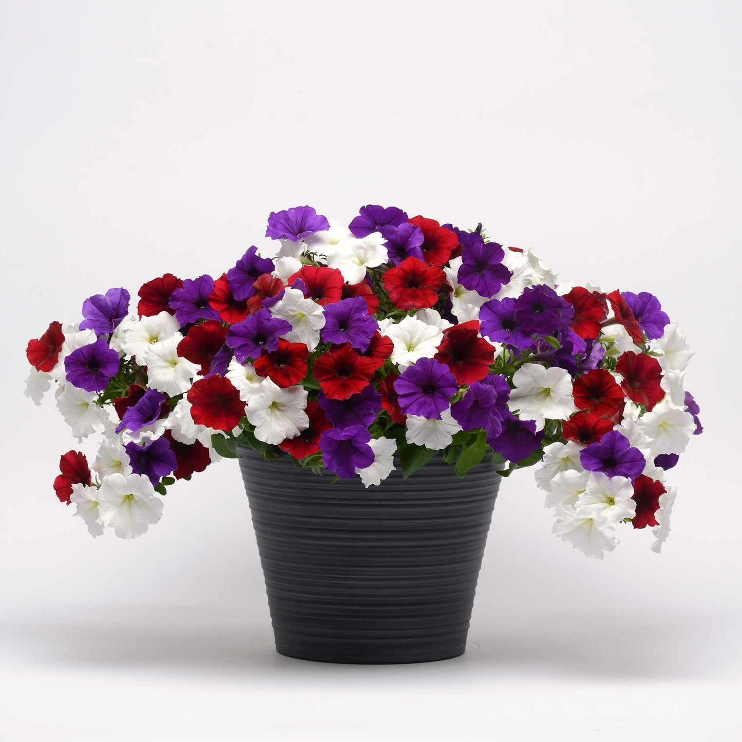 Petunia Seeds - Easy Wave The Flag Mix