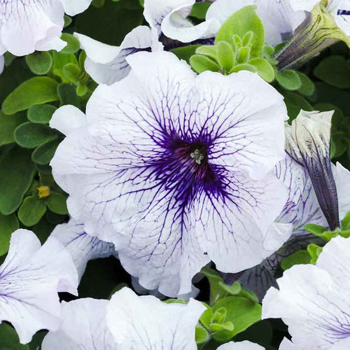 Petunia Seeds - Silver Blue