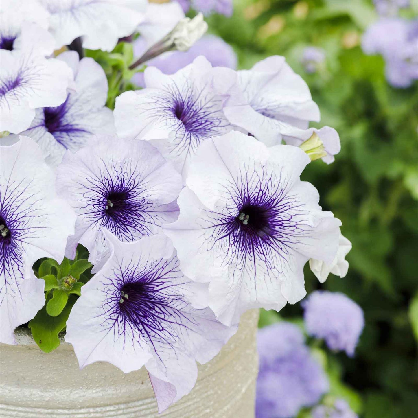 Petunia Seeds - Silver Blue