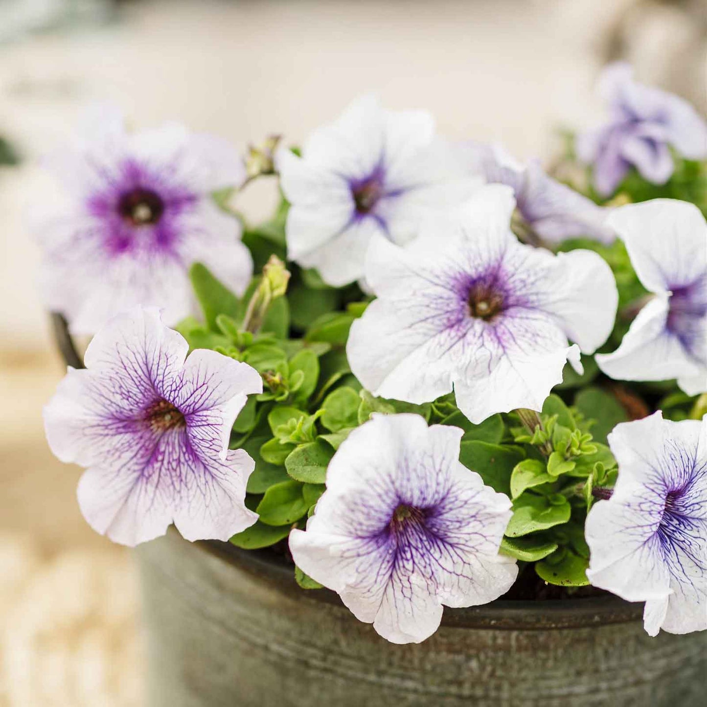 Petunia Seeds - Silver Blue