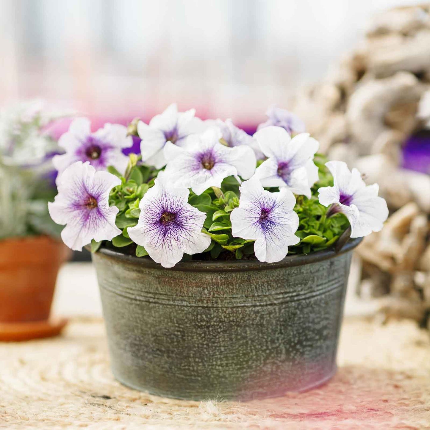 Petunia Seeds - Silver Blue