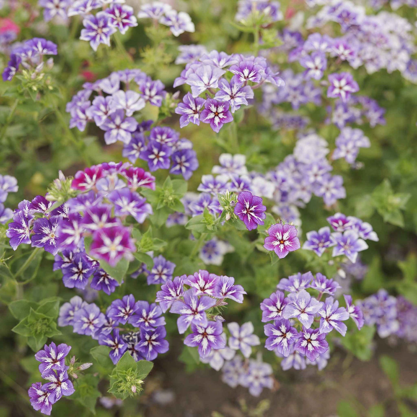 Phlox Seeds - Sugar Star