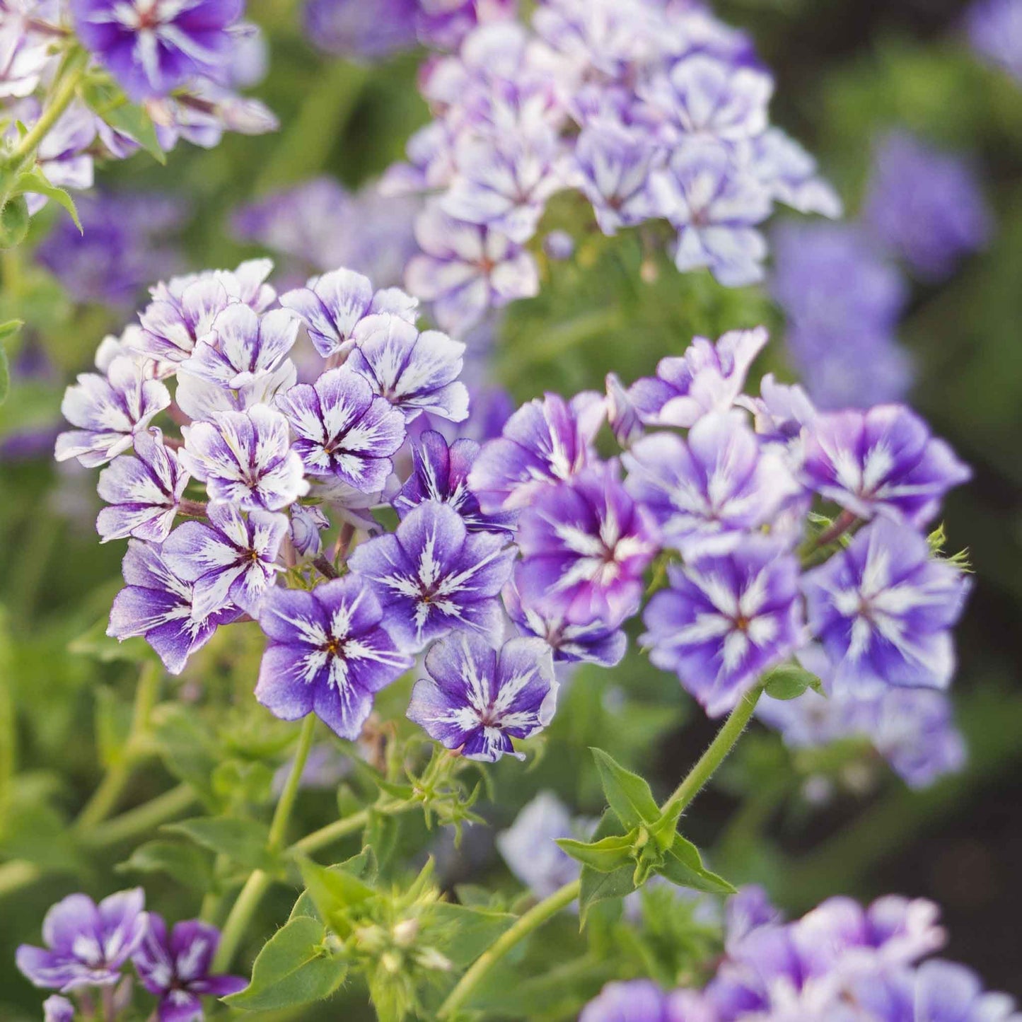 Phlox Seeds - Sugar Star