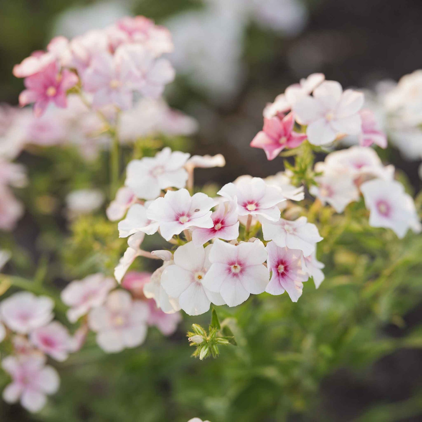 Phlox Seeds - Blushing Bride