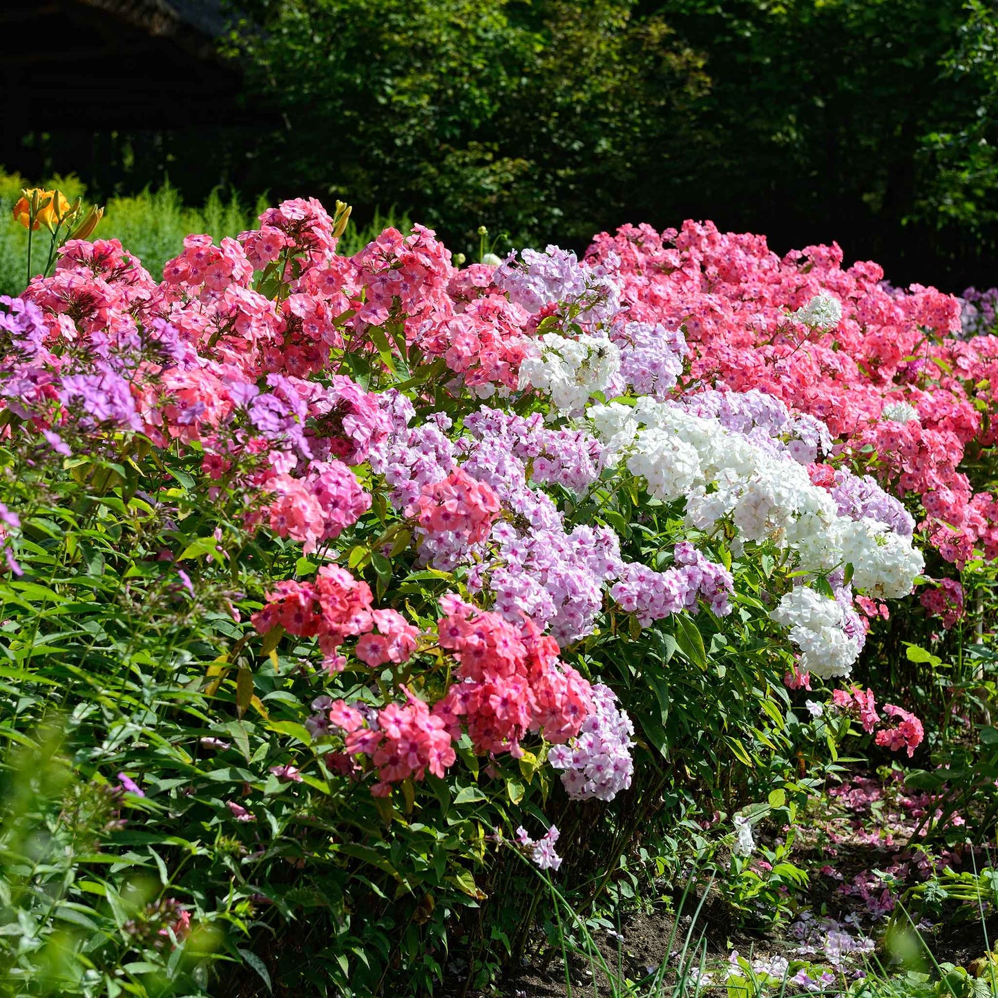 Phlox Seeds - Garden Phlox Mix